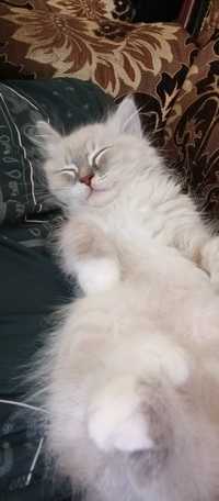 Сибирский кот  цвет белый