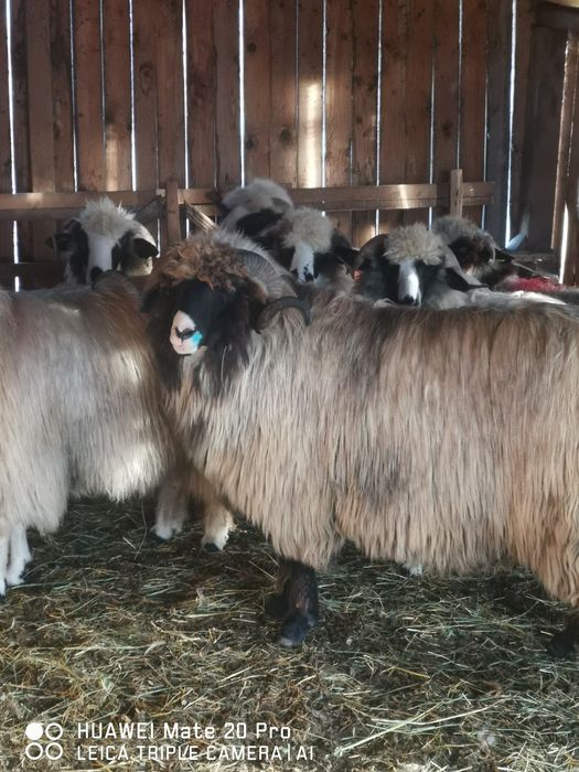 Vând oii breze tinere