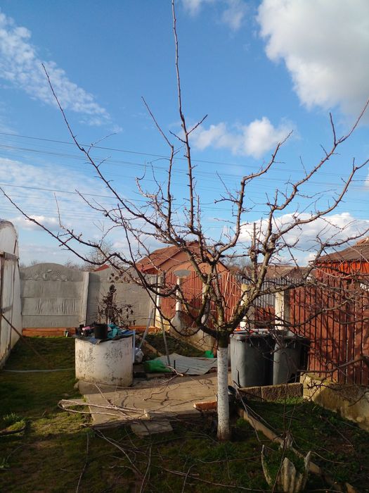 Toaletare pomi fructiferi