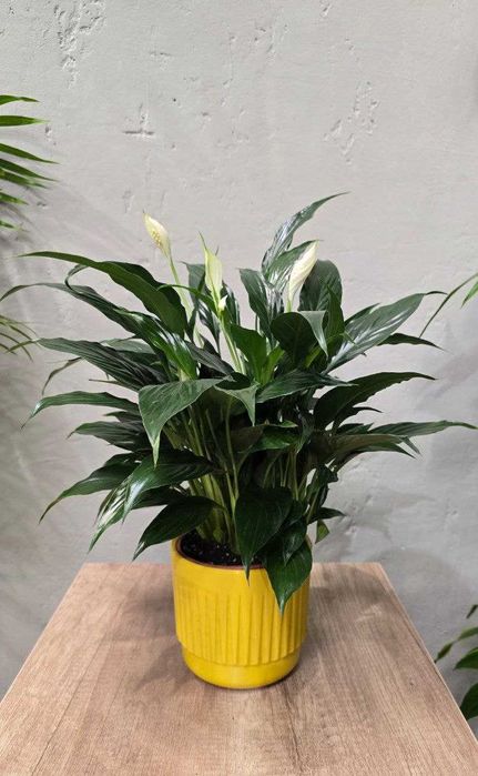 Лучшие растения для очистки воздуха