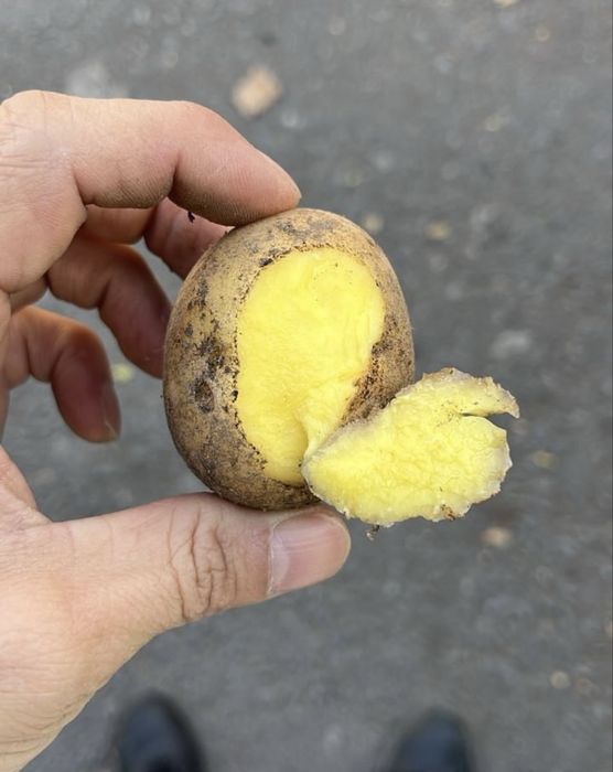 Продаю свежую картошку