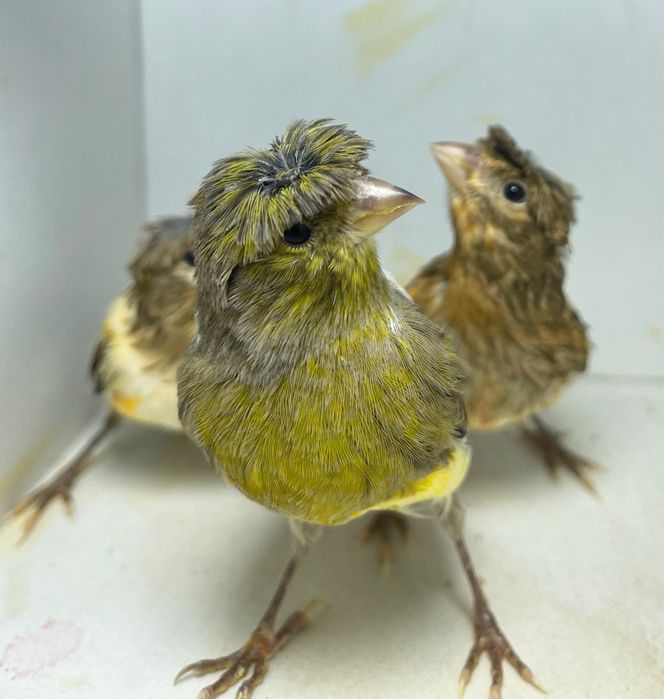 Kanareyka канарейка