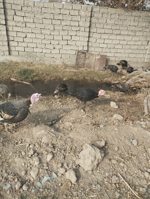 Хонаки соглом куркалар сотилади