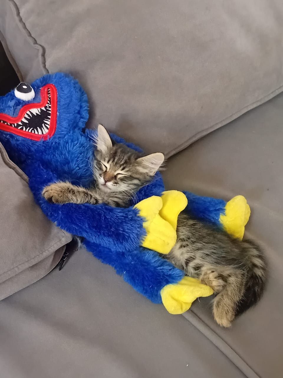 Ищем хозяев для милых котят