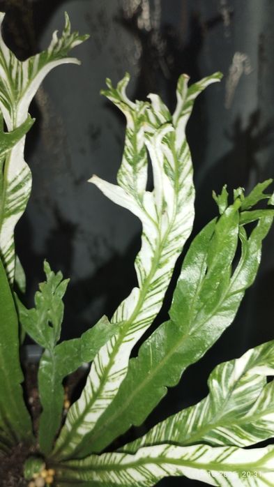 Продается Шикарный Папоротник Асплениум