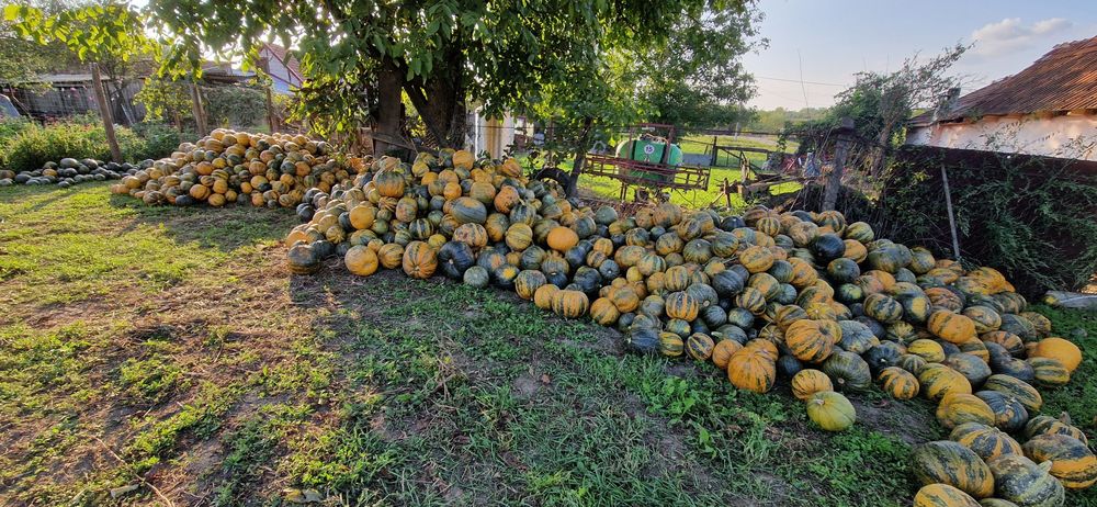 Ulei de dovleac styria