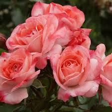 Trandafiri tip tufa și cataratori ( Diverse culori )