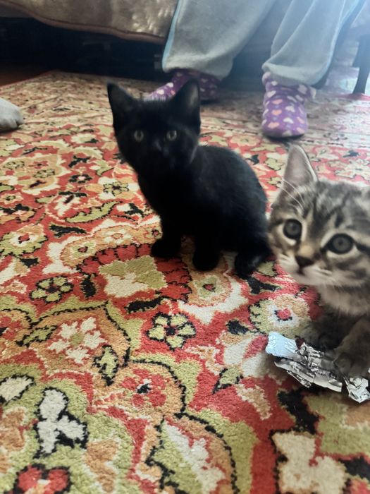 Котята 2-х месяцев.