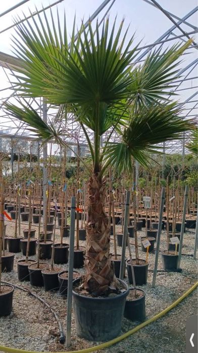 Plante ornamentale de diferite varietatii