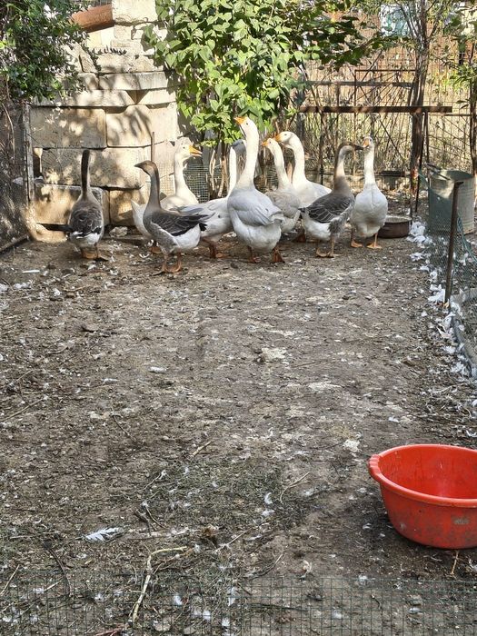 Boboci de gâscă de anul acesta