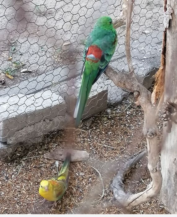 Vând papagali cântători