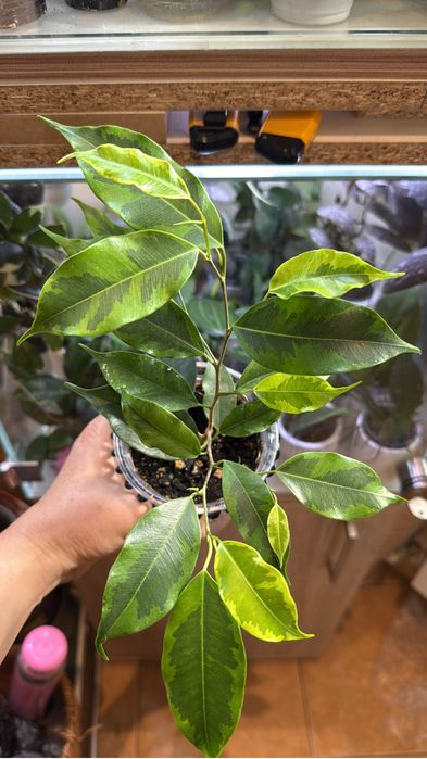 Фикусы бенжамина сортовые. Комнатные растения.