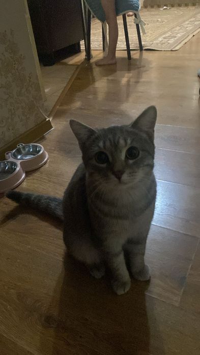 Отдам кошку 7 мес.