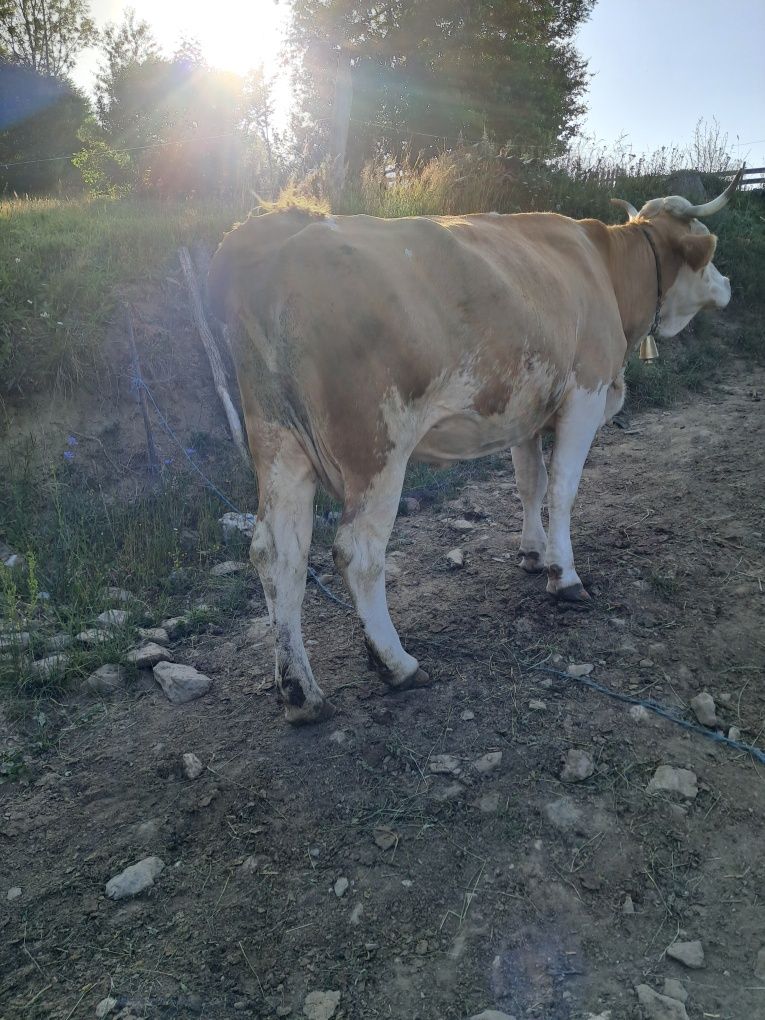 Vând o vaca și o juninca