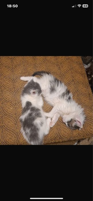 Котята бесплатно