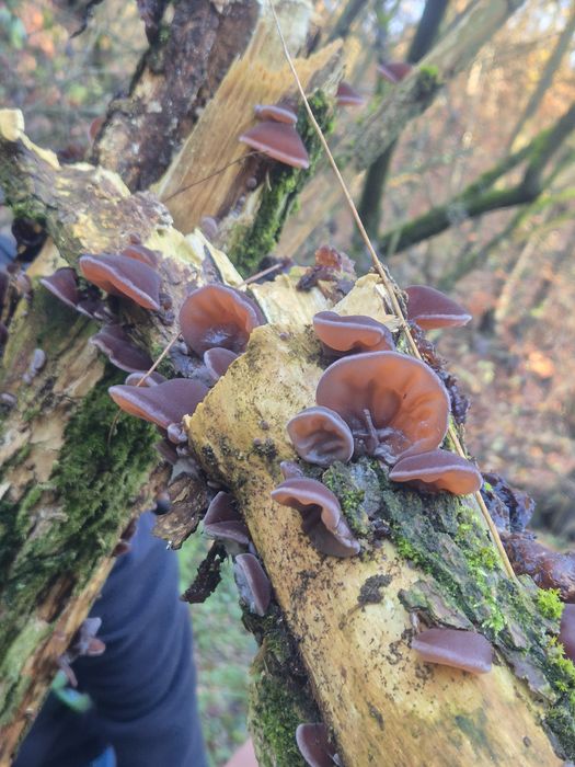 Ciuperci urechi de lemn ( urechea lui Iuda)