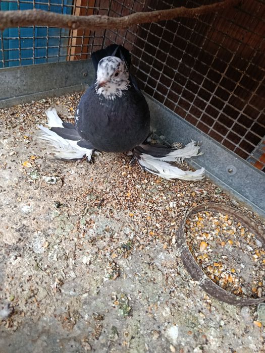 Каптар сотиладиии