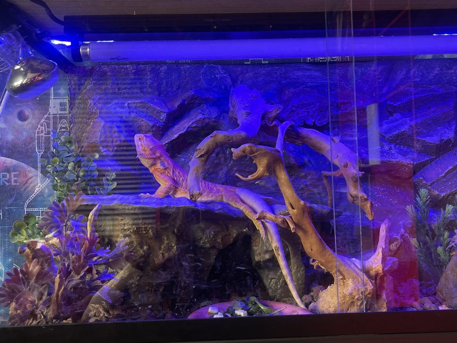 Бородатая агама