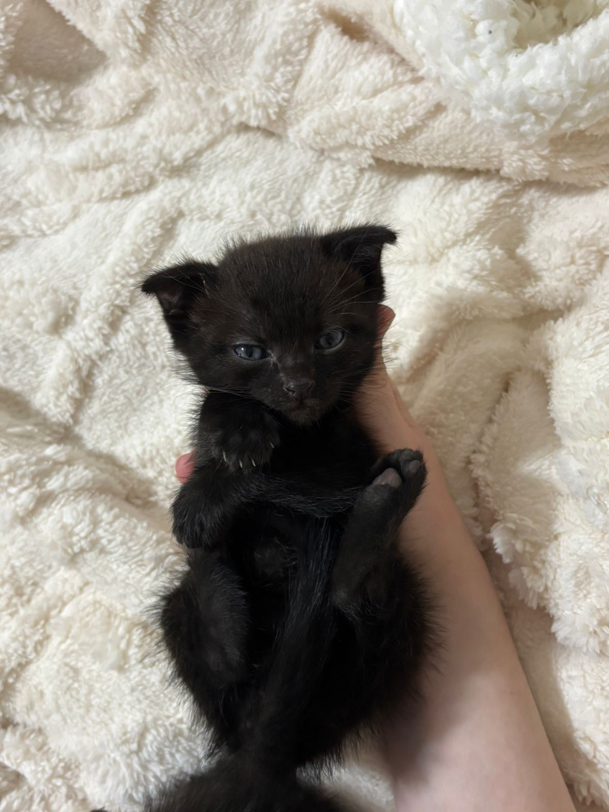 Котята скоттиш страйт