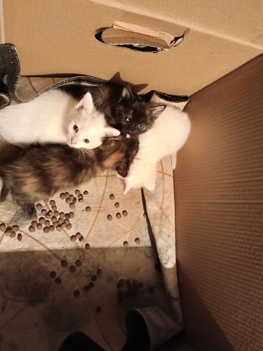 Котята в добрые руки