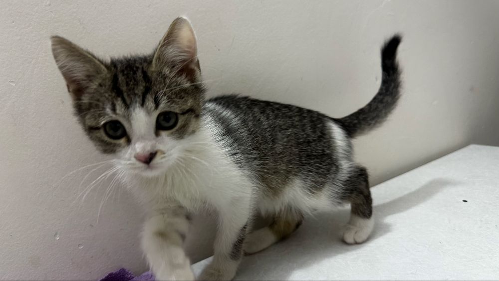 Котёнок отдам хароший руки