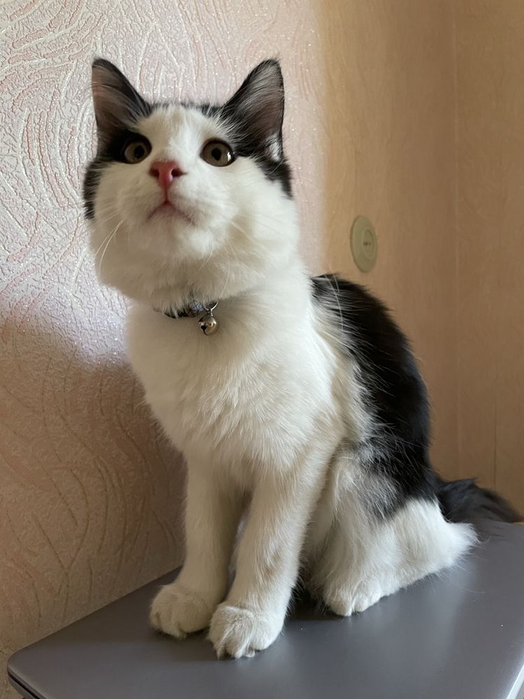 Кот 1,5 года мальчик, вес около 4-5 кг