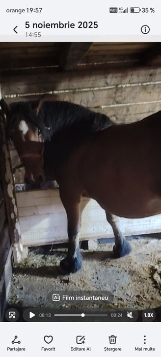 Iapa gestanta de 7 luni