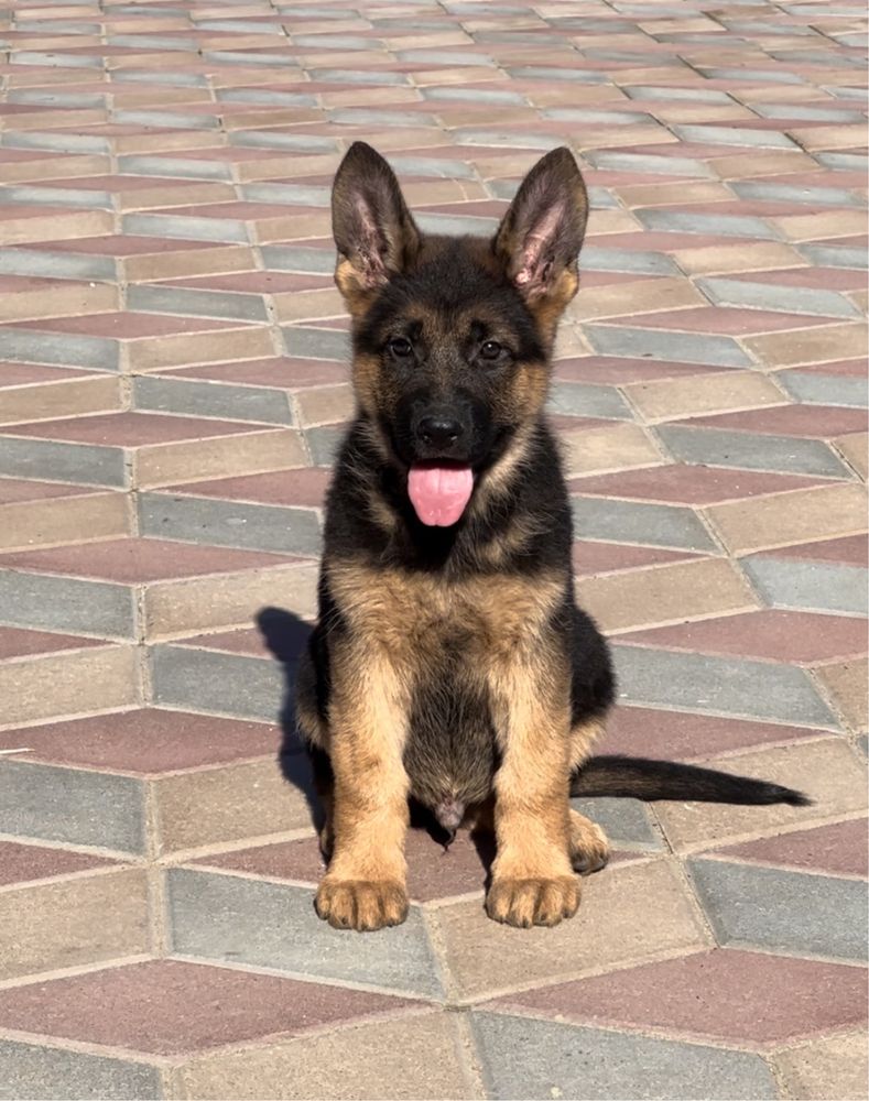 Super mascul ciobanesc german cu pedigree