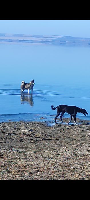 Лайка Западна сибирская