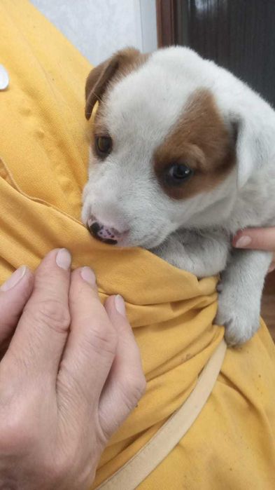 Щенок интеллектуальный