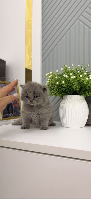 Котята Британцы