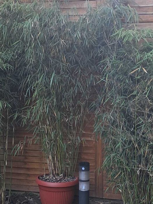 Бамбуково растение Fargesia Murielae Jumbo