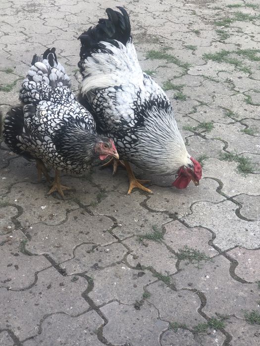 Vand familii,gaini rasa:Brakel lemon,Wiandotte argintiu,La Bresse