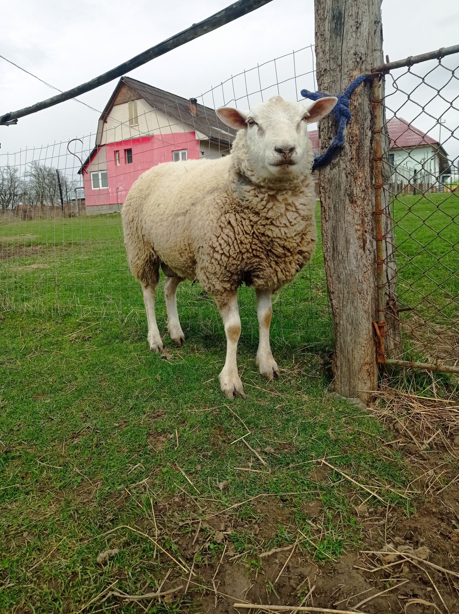 Berbeci texel și 2 batali