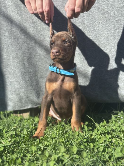 Cățeluș Doberman cu acte