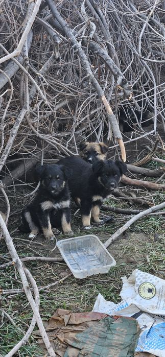 Возьмите щенка звоночка