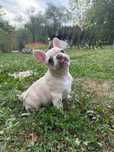Femelă Bulldog Francez