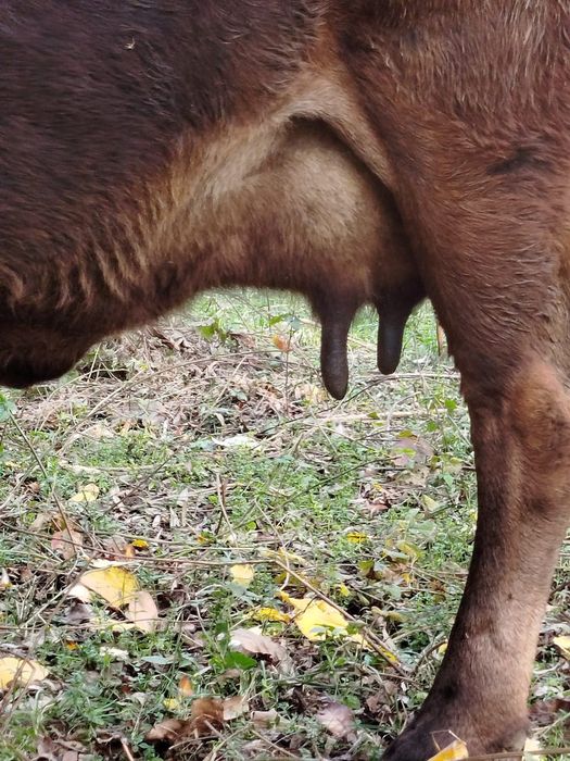 Продам дойную корову.