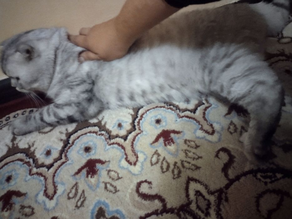 Viyaska xizmat qiz bola mushuklar taklif etamiz