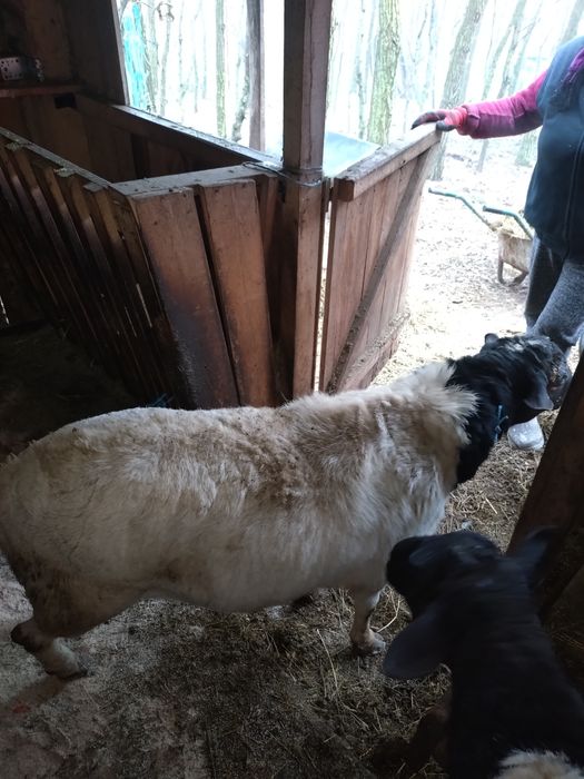 Berbec Dorper original