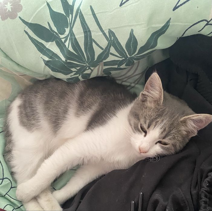 Подарявам малки котета.