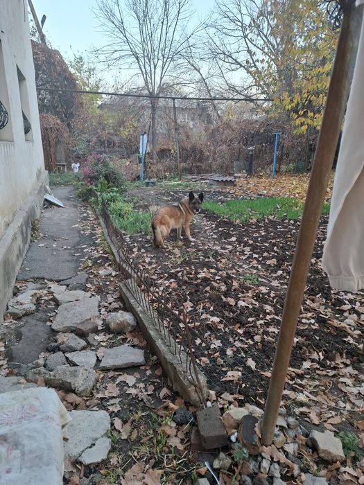 По району Алтая 2  бродит немецкая овчарка с зелёным ошейником