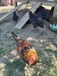 Pui si gaini de rasa : Australorp, Italiene , Ameraucana si Wiandotte