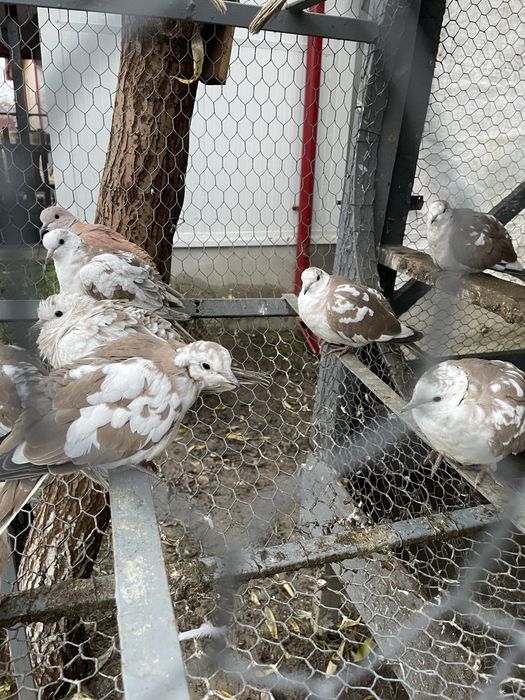 Vand turturele razatoare