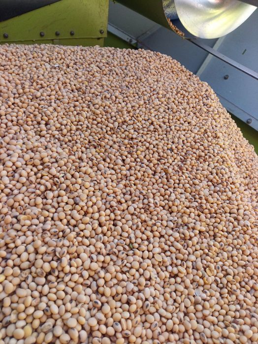Soia de vânzare,  boabe