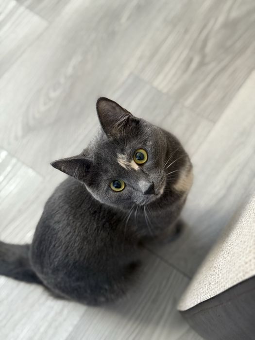 Кошечка в поисках дома