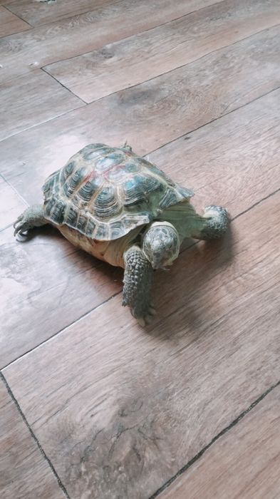 Черепашка сухопутная