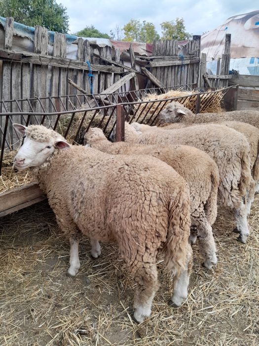 Berbecuti il de france Tineret