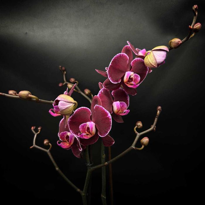 Орхидеи в огромном ассортименте