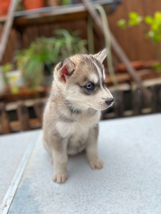 Femela husky siberian, exemplar deosebit!